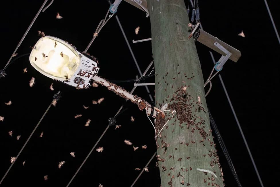 Millions of Endangered Bogong Moths Swarm New South Wales — A Hopeful Sign for a Collapsed Population