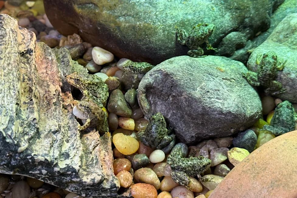 LA Aquarium’s Frog Nursery Raises 1,000 Endangered Mountain Yellow-Legged Frogs for Release