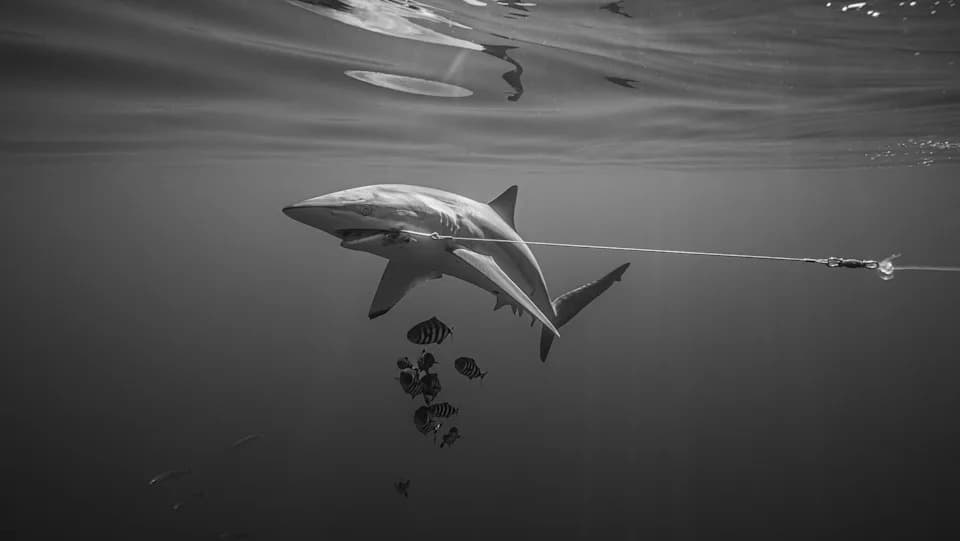 Black-and-White Images of Shark Bycatch Earn Commendation at Ocean Photographer of the Year