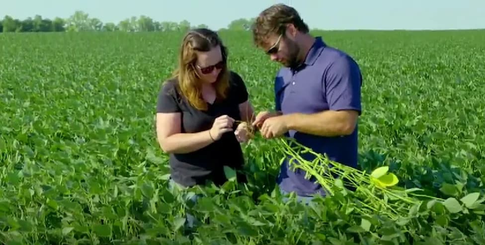 Soybean Cyst Nematode Is Stealing Yield Before Symptoms Appear — What Growers Should Do Now