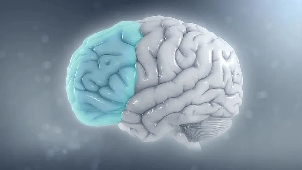 How the Brain Fixes Visual Mistakes in a Flash: Rapid 'Consensus' Between Visual Regions