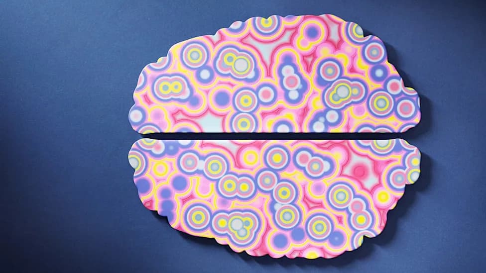 Surprise Discovery: The Brain Develops From Two Distinct Progenitor Organs