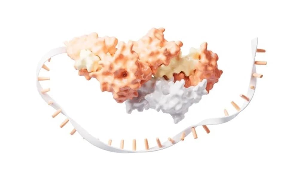 The Genome’s Hidden Layer: How Trans‑Splicing May Produce Hybrid Proteins