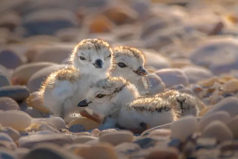 From 12 Pairs to 184 Chicks: Great Lakes Piping Plovers Stage a Remarkable Comeback