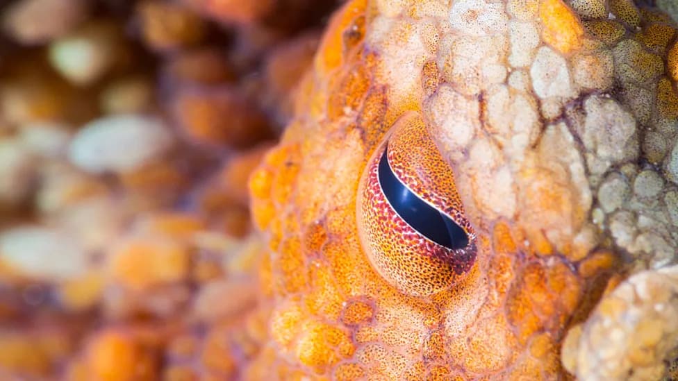 Mirror, Mirror in the Tank: Octopuses Use Reflections to Locate Hidden Prey