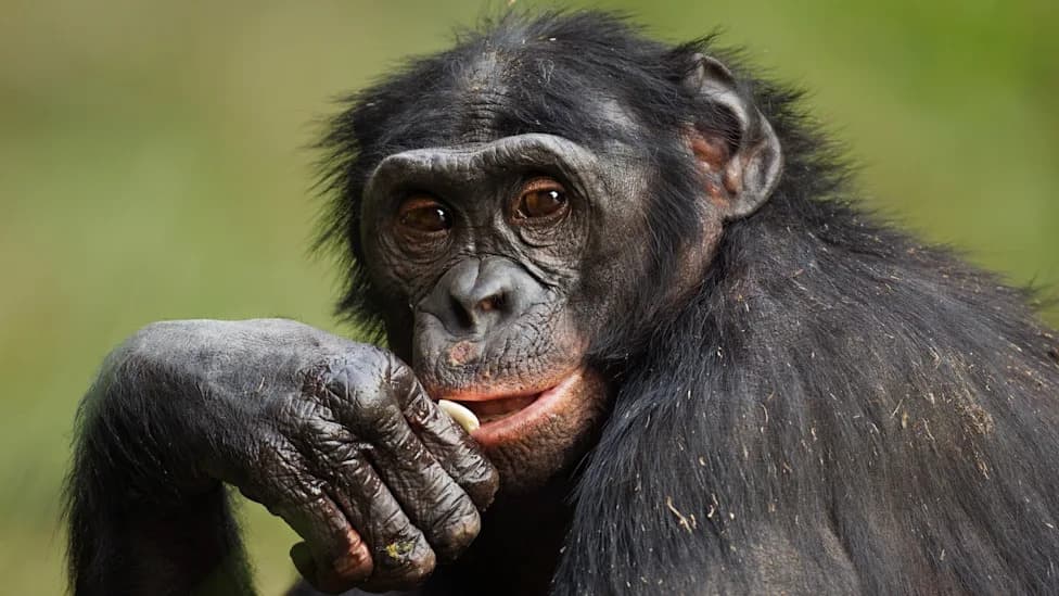 Primate Calls May Use Nested (‘Supra‑Regular’) Grammar Once Thought Uniquely Human