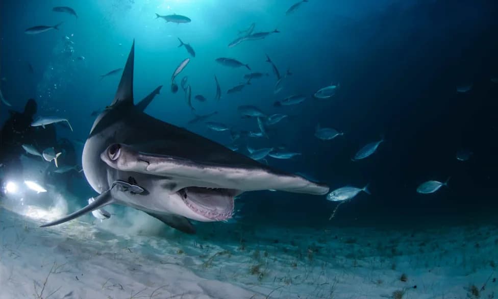 Biscayne Bay Identified As First East Coast Nursery For Critically Endangered Great Hammerheads — A Shallow 'Super Nursery' Beside Miami