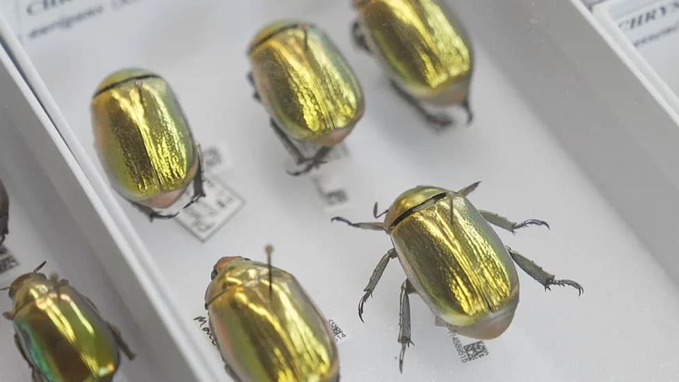 How AI and Robotics Are Building the UK’s Digital 'Super‑Museum' of 70 Million Specimens