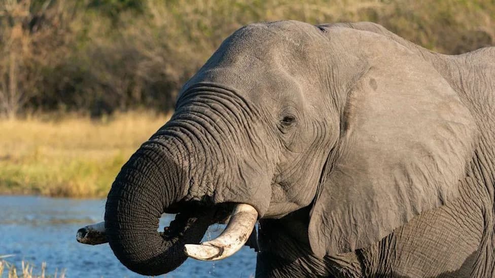 Botswana Faces Backlash After Authorising 23 Elephant Hunts for 60th Independence Feasts