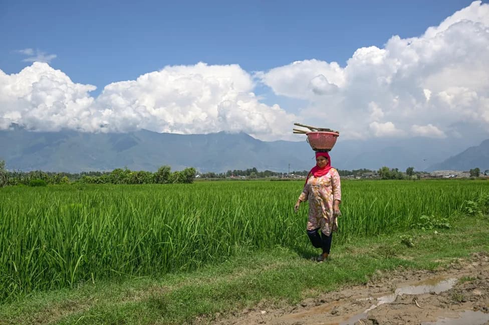 India Warns Of Looming Global Food Crisis As El Niño Meets War-Driven Supply Shocks
