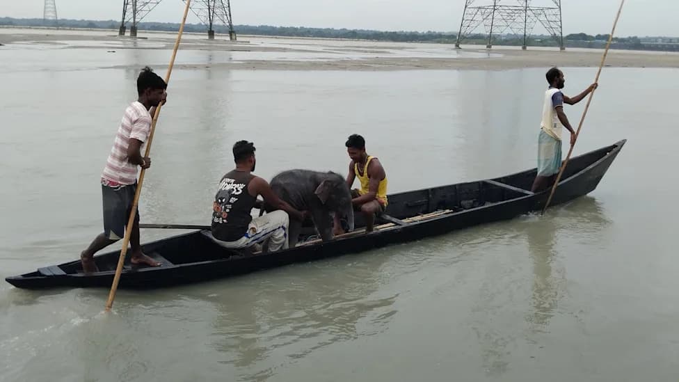 Fishermen Pull Four‑Day‑Old Elephant Calf From Teesta River and Reunite It With Herd