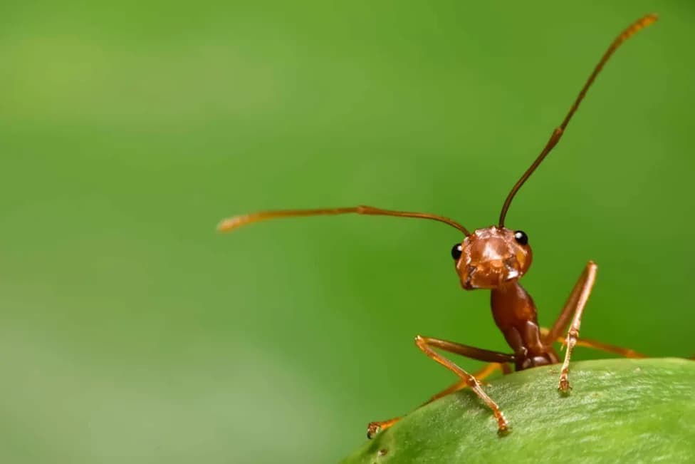 Tiny Woodlouse Ant Rolls Like a Pinball to Escape Predators