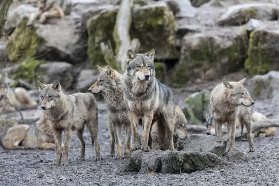 On Alaska’s Coast, Wolves Have Started Hunting Sea Otters — And It Could Reshape Coastal Ecosystems