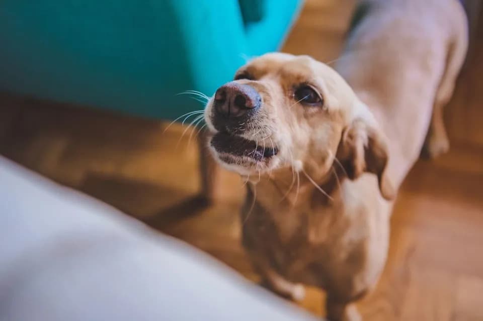 AI Detects Emotional Patterns in Dog Barks — Could Your Pet’s Bark Tell More Than You Think?