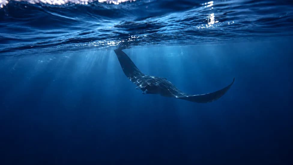 29-Foot Endangered Oceanic Manta Filmed Off San Diego as Tropical Waters Surge