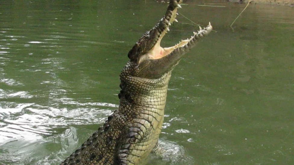 Man Accused of Using AI to Fake Crocodile Sighting at Singapore Reservoir Faces Criminal Charges