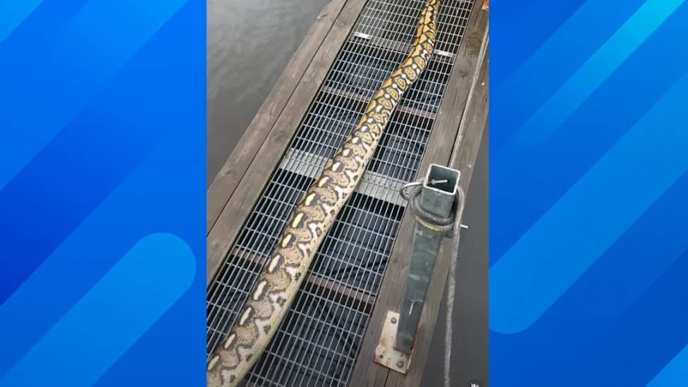14-Foot Reticulated Python Pulled From Baltimore River — Likely an Abandoned Pet