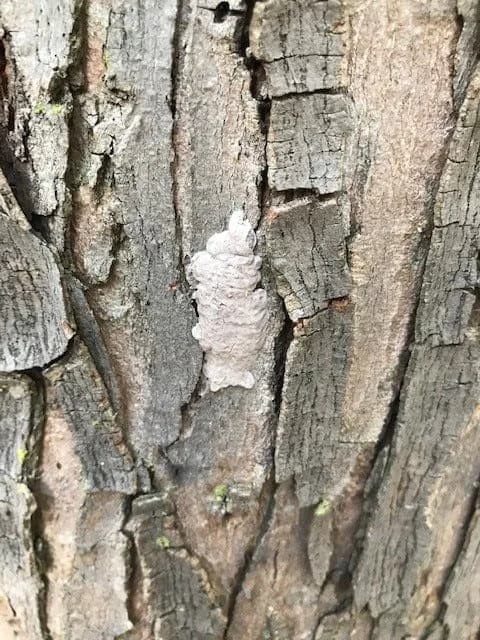 Spotted Lanternflies Are Breeding Across Ohio — How To Find And Destroy Egg Masses