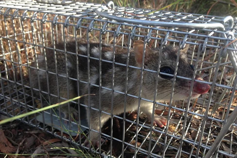 Northern Quoll on the Brink: Once-Common Marsupial Nears Australia-Wide Extinction, Scientists Warn