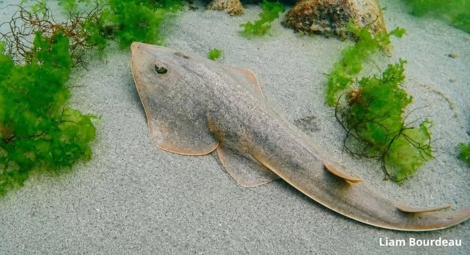 Study Finds Pacific Guitarfish Far Rarer Than Thought — Range Shrinks to Ecuador, Galápagos, Peru and Northern Chile