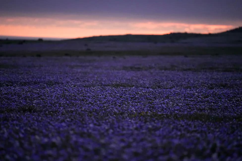 Atacama Desert Bursts Into Bloom: 17,000 Sq Km Carpeted After 'Super El Niño' Rains