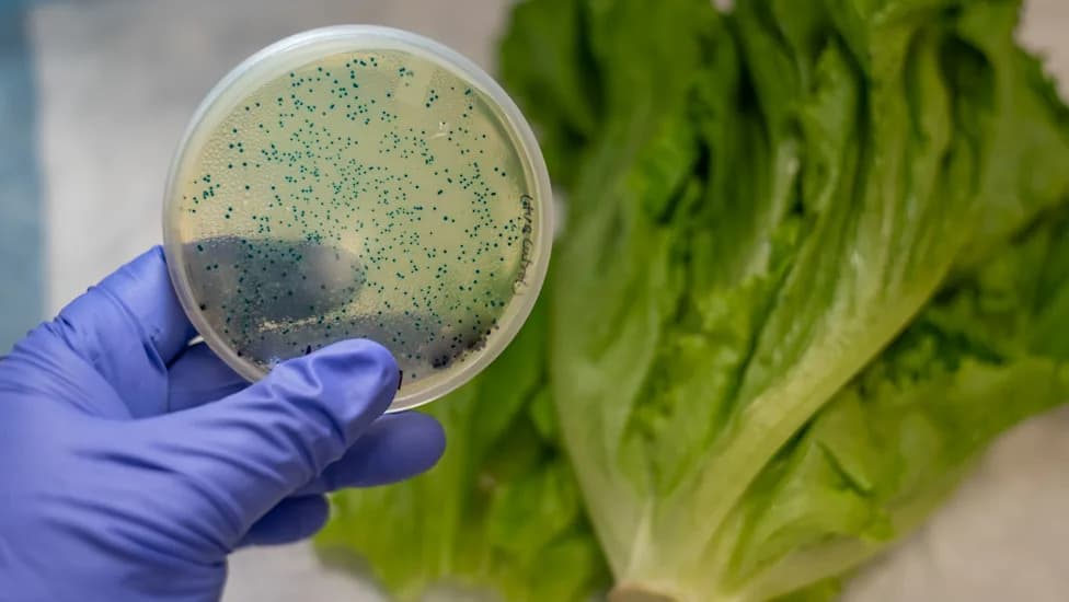 Nearly 20,000 Cyclospora Illnesses Linked to Lettuce Put Food Safety at Center of 2026 Midterms