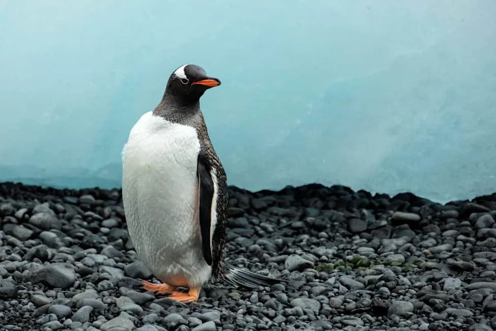Scientists Name First New Penguin Species in Over a Century — Southeastern Gentoo Identified
