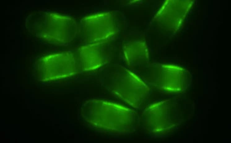 Scientists Identify AMPK 'Switch' That Extended Lifespan In Flies, Worms and Yeast