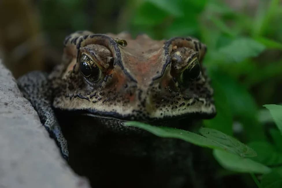 New High‑Altitude Toad Discovered on Mizoram’s Highest Peak — A Species With Nowhere Higher To Go