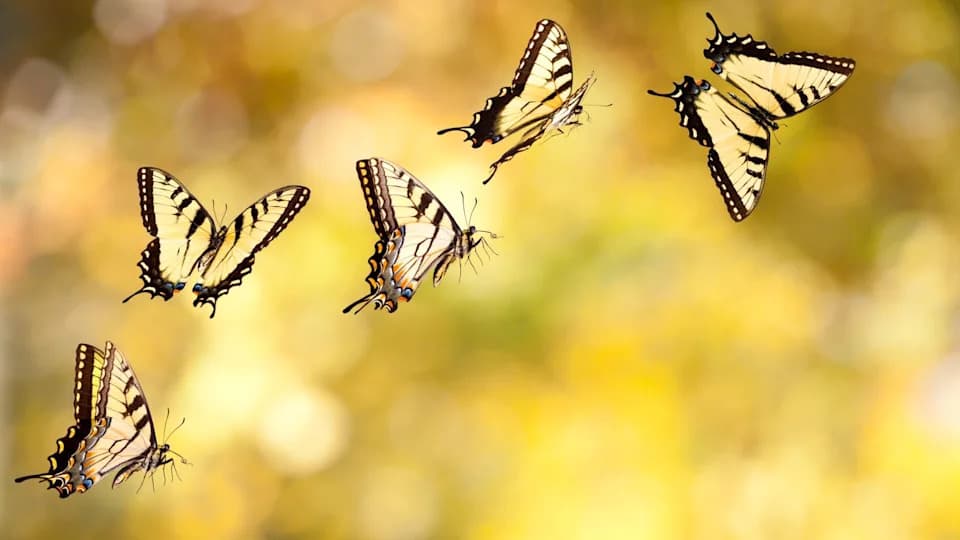 Butterfly Wing Patterns Trick Predators: 1,057 FPS Footage Reveals a Motion Illusion