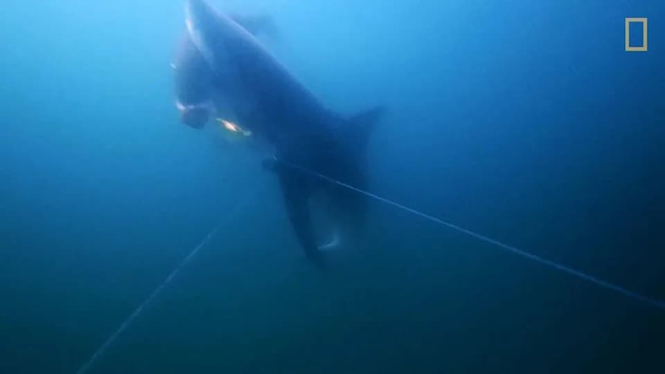Rare National Geographic Footage Shows Great White Shark Stealing Fish From Anglers' Lines