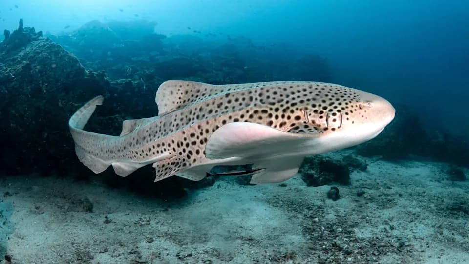 Baited Underwater Camera Captures Endangered Leopard (Zebra) Shark — First Confirmed Record in Samoan Waters