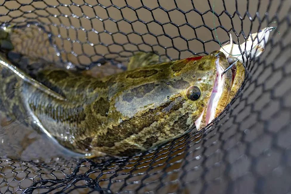 Missouri Urges Anglers To Kill Invasive Northern Snakeheads — Decapitation and Bagging Recommended