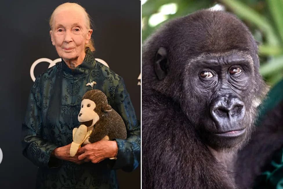One Year After Jane Goodall’s Passing, Her Legacy Endures — Rescued Young Ape Bili Finds Sanctuary