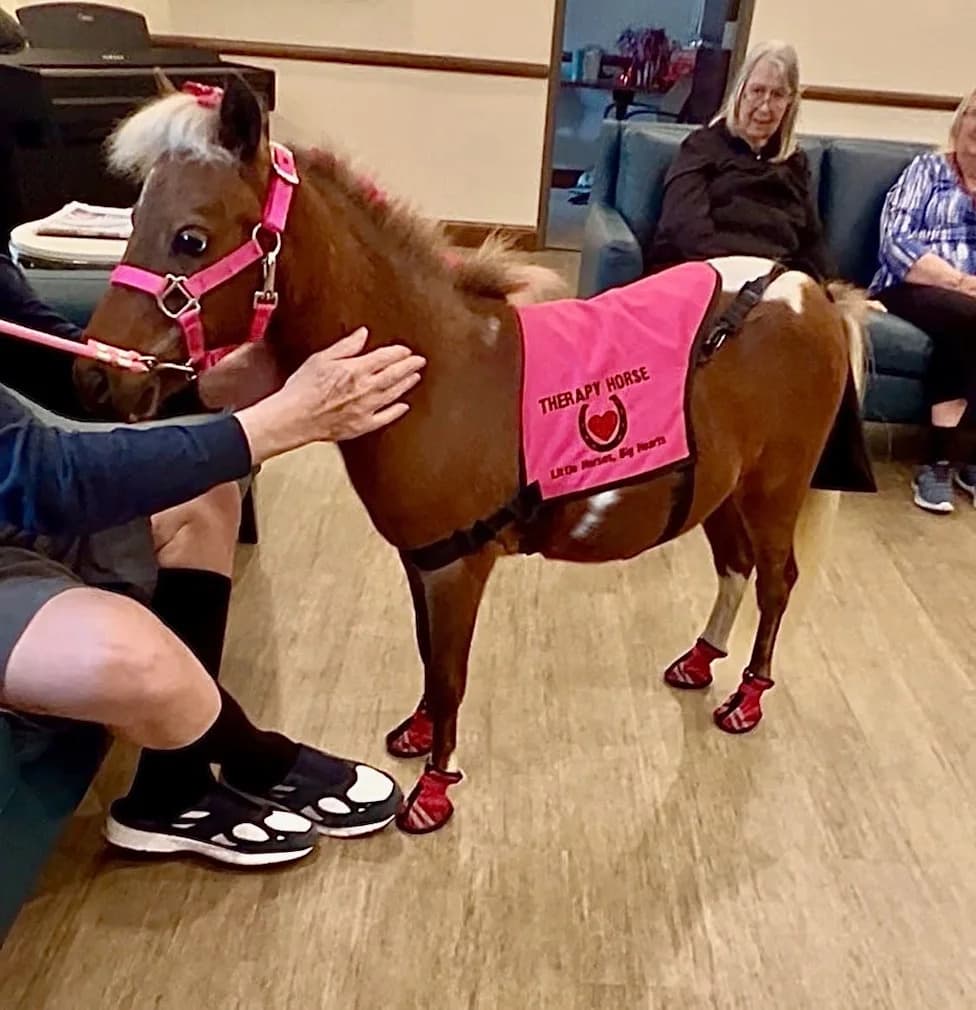 Massachusetts Woman Fights City Order to Remove Her Miniature Therapy Horse After Building $100K Shelter