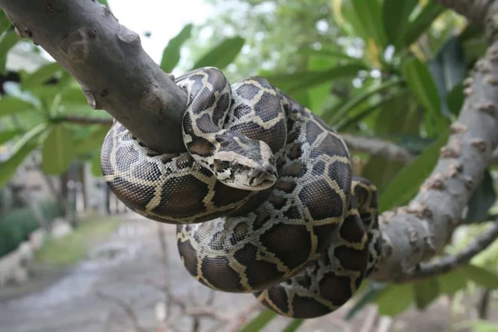 8,080 Pounds of Pythons Removed From the Everglades — Targeting Pregnant Females Stopped an Estimated 4,100 Hatchlings
