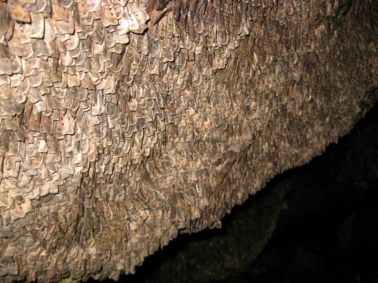 Bogong Moths Return: Billion-Strong Swarms Recreate a Vanished Migration
