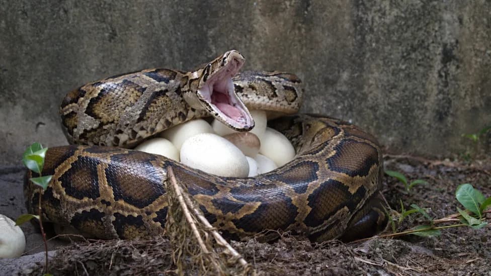 Target Large Female Pythons to Boost Florida's Control Efforts, Study Finds