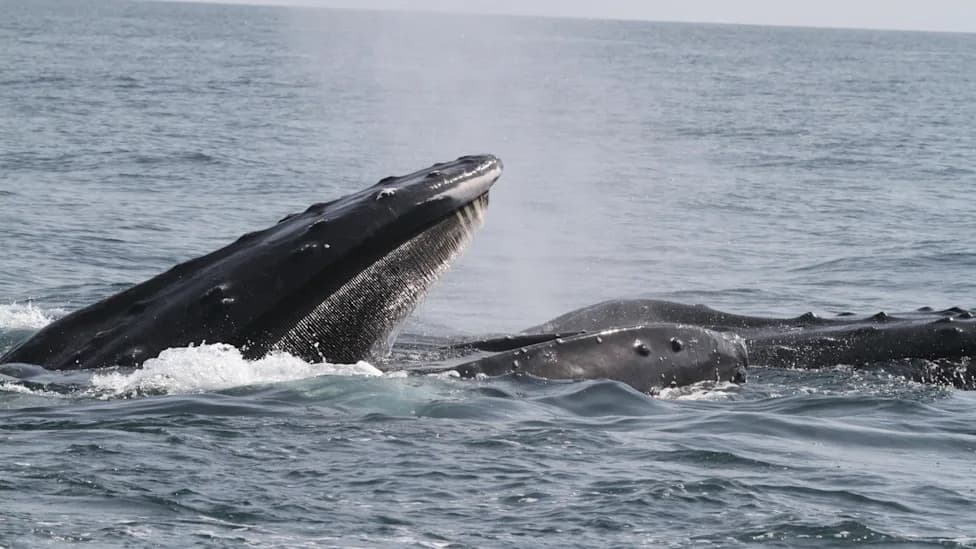 New Genetic Study Strengthens Case That Arabian Sea Humpbacks Are a Distinct Subspecies