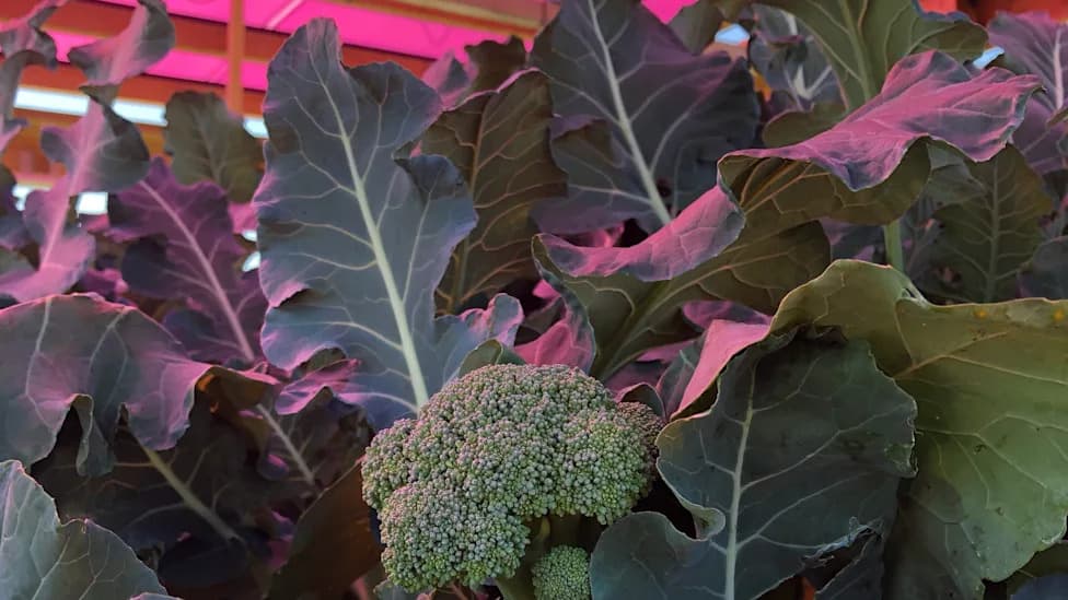 Magenta Solar Panels Boost Broccoli's Light-Use Efficiency, Study Finds