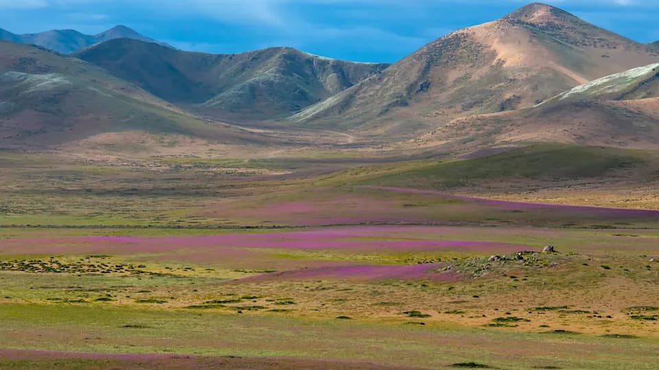 Atacama Desert Bursts Into Color: Rare El Niño Rains Trigger Vast Wildflower Bloom
