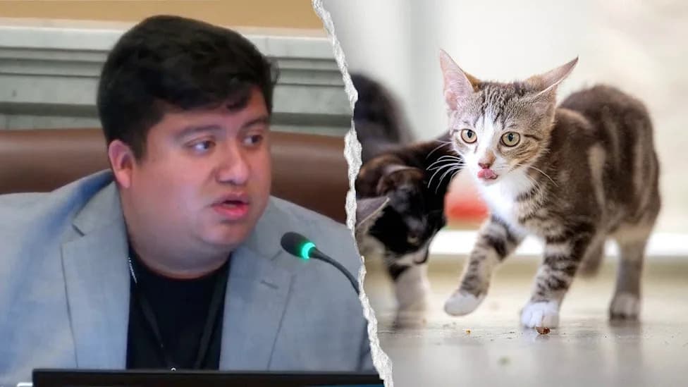 ‘Hide Your Cats’: Minneapolis Councilman Mocked After Saying Waymo Cars Are ‘Murdering’ Pets as Council Votes To Require Human Operators