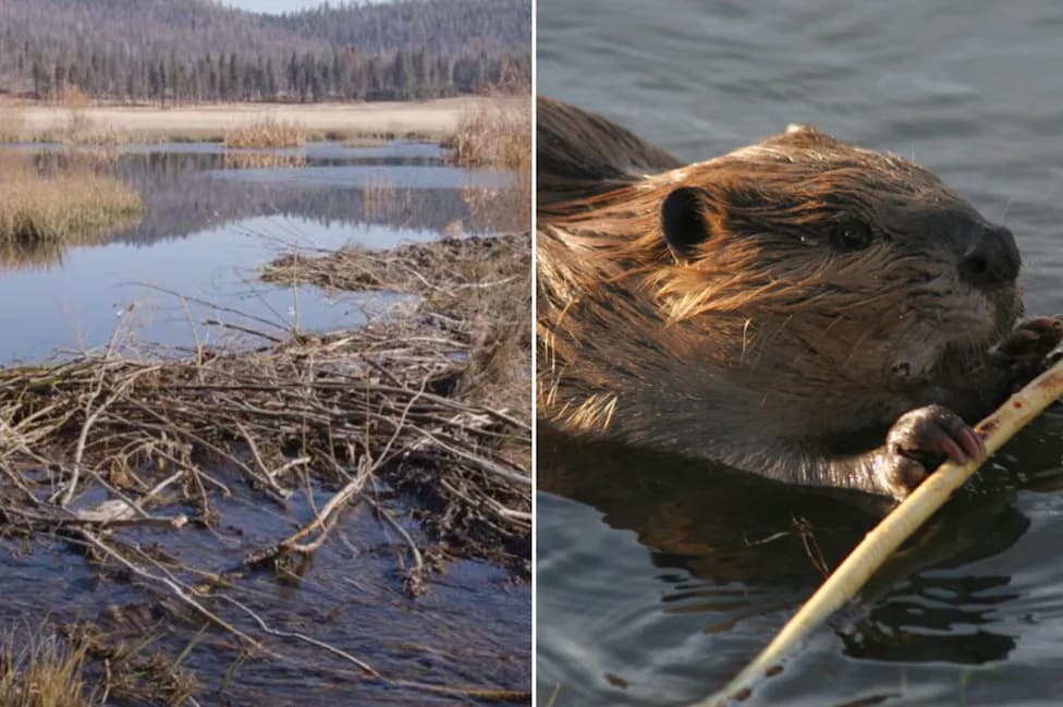 California Reintroduces Beavers After 70 Years — Tribal Partnership Restores Water, Wildlife and Heritage