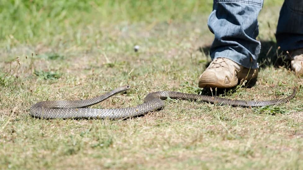 Canadian Wildfire Smoke Narrows Window to Rescue Endangered Ohio Rattlesnakes
