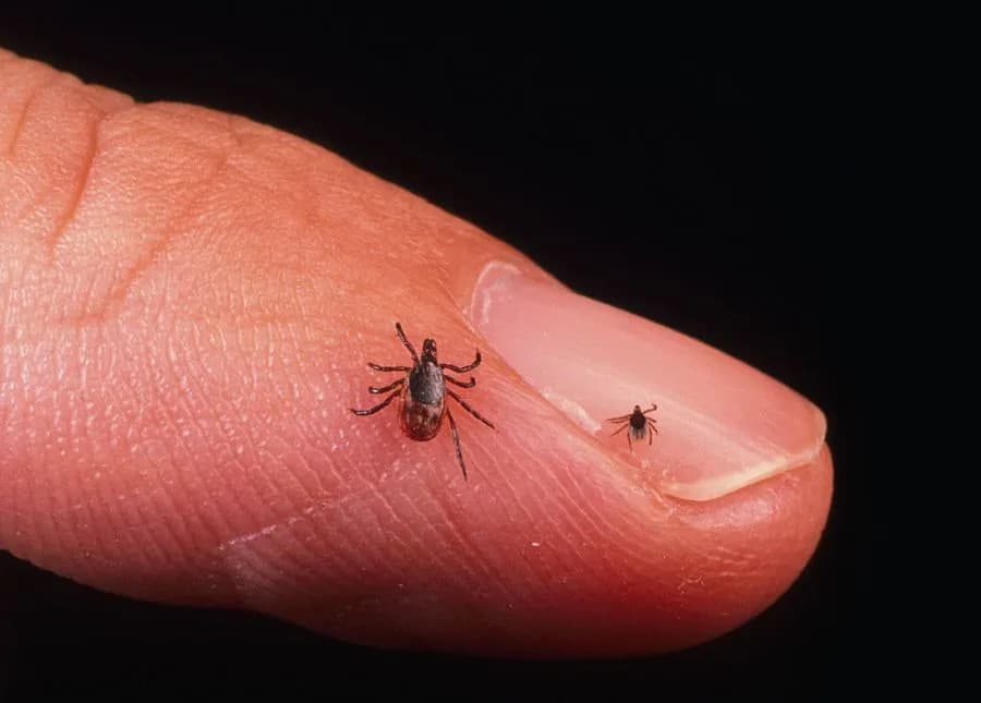 Cold War Bioweapons Alleged Link to Rise in Lyme Disease: Author Presents New Evidence