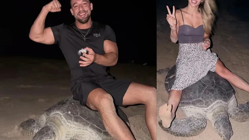 Fitness Influencer Apologizes After Sitting on Endangered Sea Turtle; Oman Says Legal Action Underway