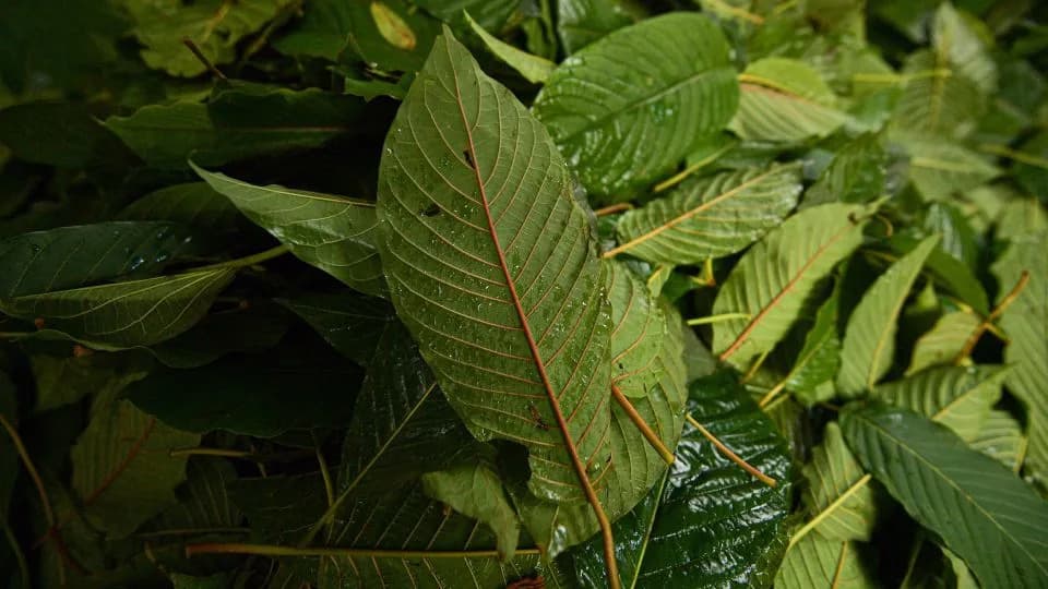 Semisynthetic Kratom Compounds Found Near Dead Ole Miss Students — What Are 7‑OH, MGM‑15 and Mitragynine Pseudoindoxyl?