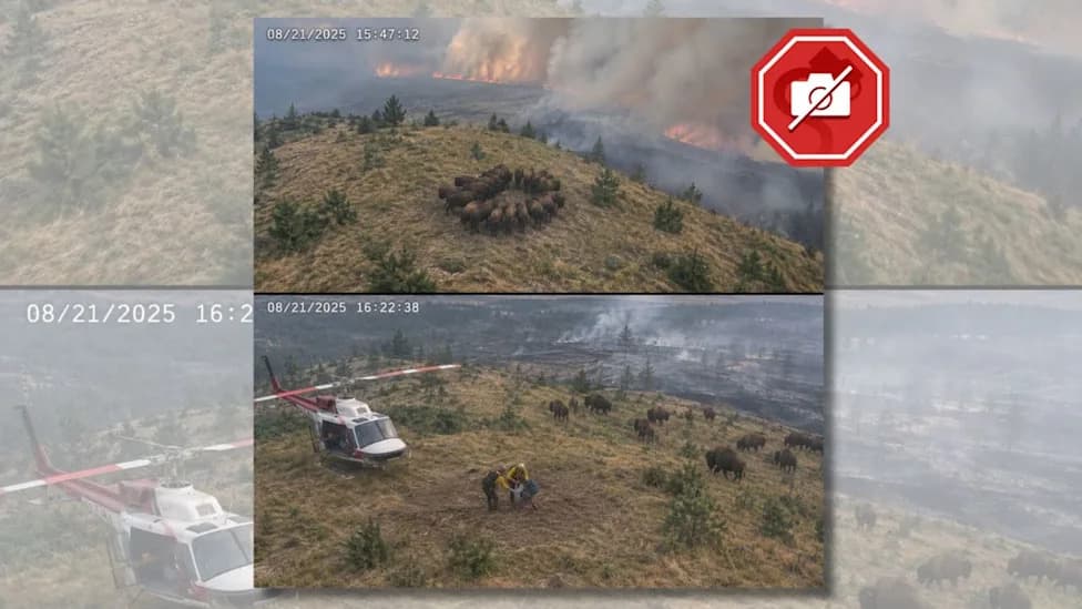 Fact Check: Viral Photo Of Bison 'Protecting' Hiker From Wildfire Is Fake