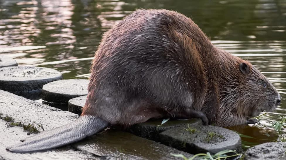 Willow the 66‑Pound Beaver Becomes West London’s Rewilding Star — and Helps Curb Floods