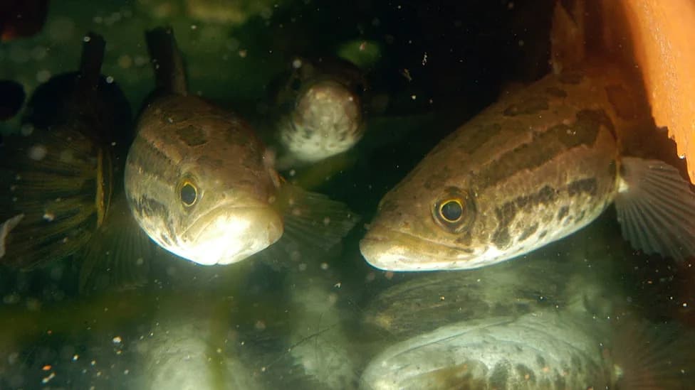 Missouri Tells Anglers: Decapitate, Gut or Bag It — Stop The Invasive Northern Snakehead